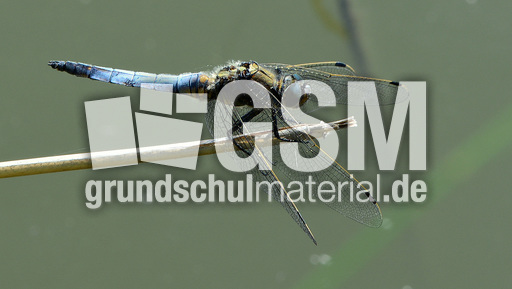 Blaugrüne Mosaikjungfer (18).jpg